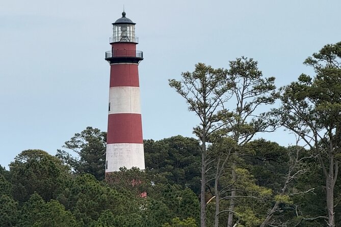Wildlife Boat Tour with Wild Ponies and Dolphins in Chincoteague - Why Chincoteague Looks Best From the Water