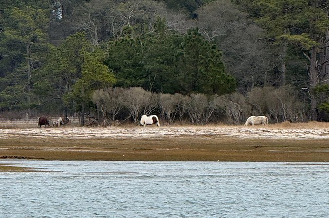 Wildlife Boat Tour with Wild Ponies and Dolphins in Chincoteague - Searching for the Wild Chincoteague Ponies