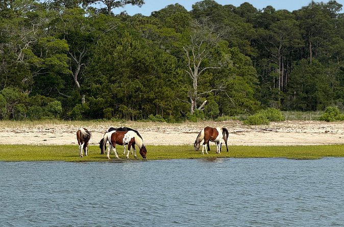 Wildlife Boat Tour with Wild Ponies and Dolphins in Chincoteague - Who Will Enjoy This Boat Tour Most?