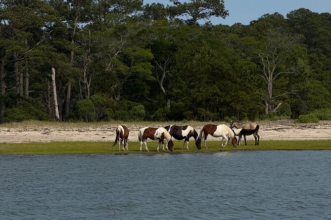 Wildlife Boat Tour with Wild Ponies and Dolphins in Chincoteague - Meeting Captain Mike at 4391 Main Street