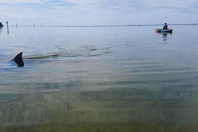 Wildlife Refuge Manatee, Dolphin & Mangrove Kayak or Paddleboarding Tour! - A 90-minute wildlife outing from Haulover Canal
