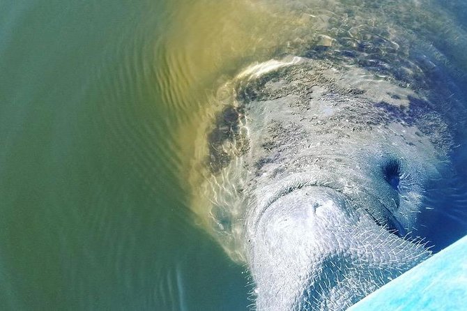 Wildlife Refuge Manatee, Dolphin & Mangrove Kayak or Paddleboarding Tour! - Why the $52 price can make sense