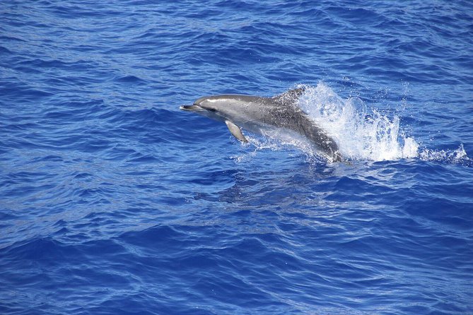 Wines Tasting Experience and Skywalk with Dolphin Watching - São Sebastião viewpoint and the first taste of Madeira’s mountains