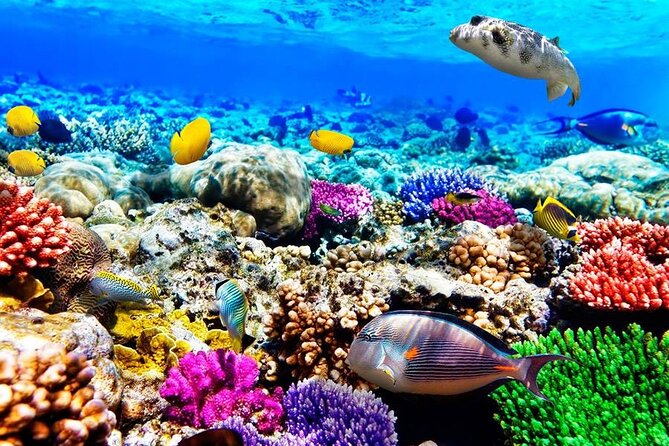 Zanzibar Full Day Dolphin Tour; Mnemba Island; Nungwi Beach & Kendwa Beach Tour - Key points to know before you book