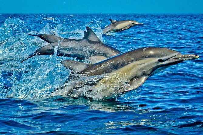 Zanzibar Full Day Dolphin Tour; Mnemba Island; Nungwi Beach & Kendwa Beach Tour - A full Zanzibar day built around three different shores