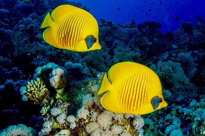 Zanzibar Full Day Dolphin Tour; Mnemba Island; Nungwi Beach & Kendwa Beach Tour - What the $150 price really covers