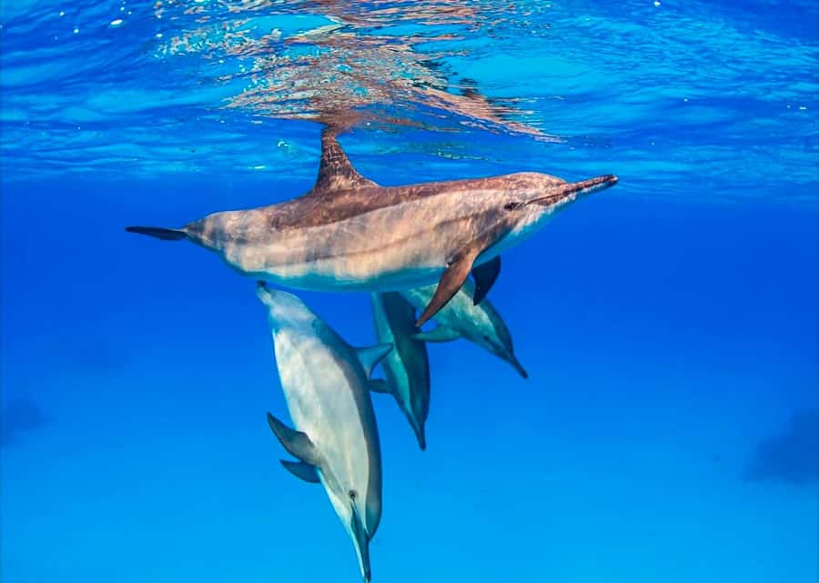 Zanzibar: Half-day Dolphin Swim & Snorkeling Boat Trip - Key points to know before booking