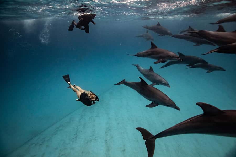 Zanzibar: Half-day Dolphin Swim & Snorkeling Boat Trip - From Zanzibar roads to the open Indian Ocean