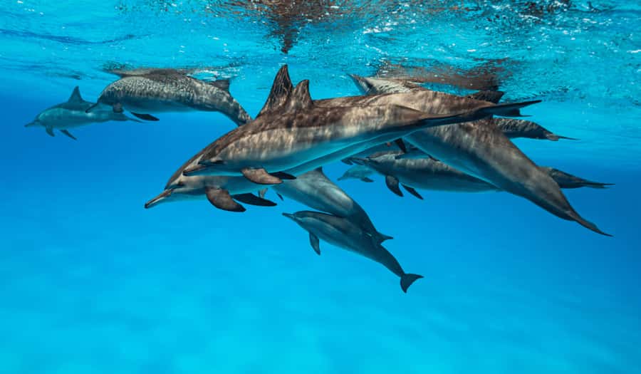 Zanzibar: Half-day Dolphin Swim & Snorkeling Boat Trip - What the $48 price really covers