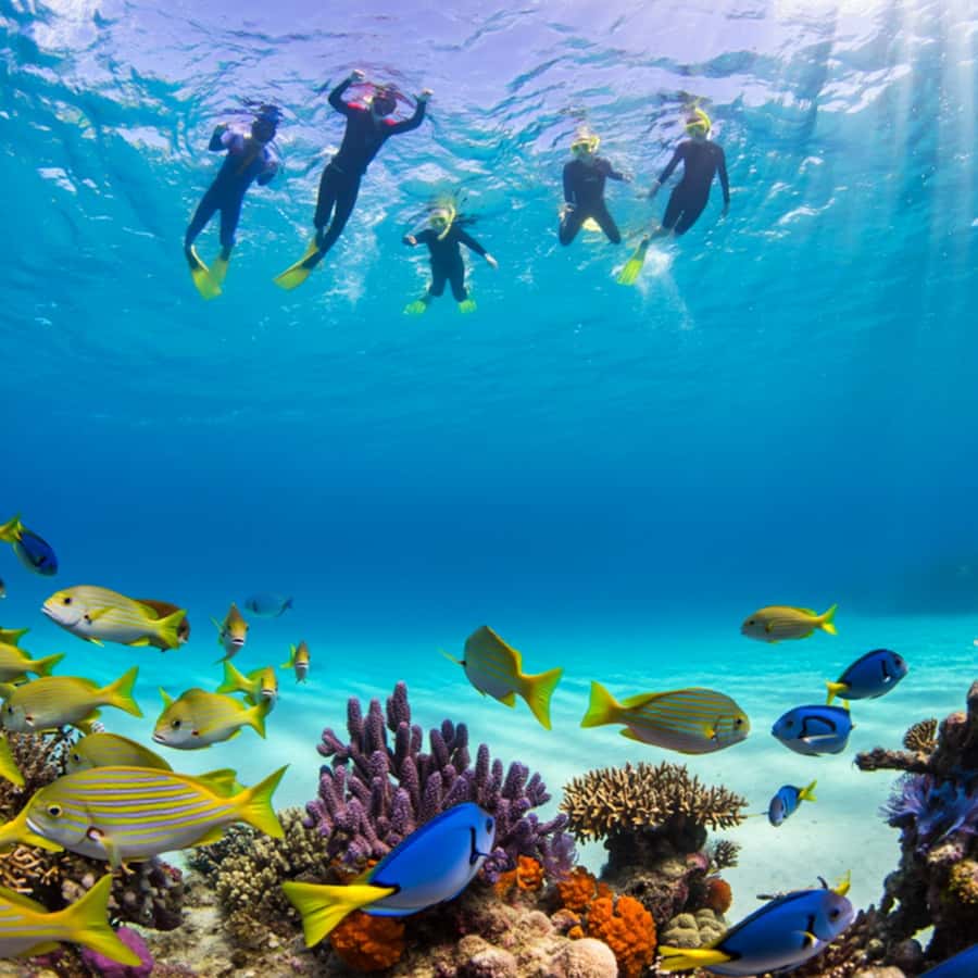 Zanzibar: Half-day Dolphin Swim & Snorkeling Boat Trip - Who will enjoy this boat trip most