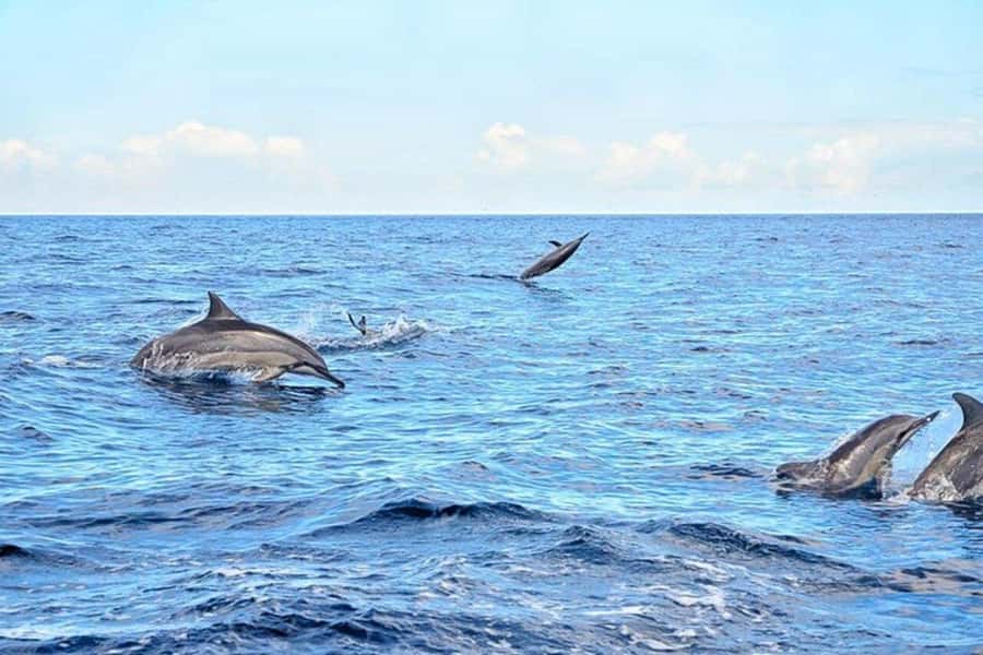 Zanzibar: Half-day Dolphin Swim & Snorkeling Boat Trip - Practical ways to prepare