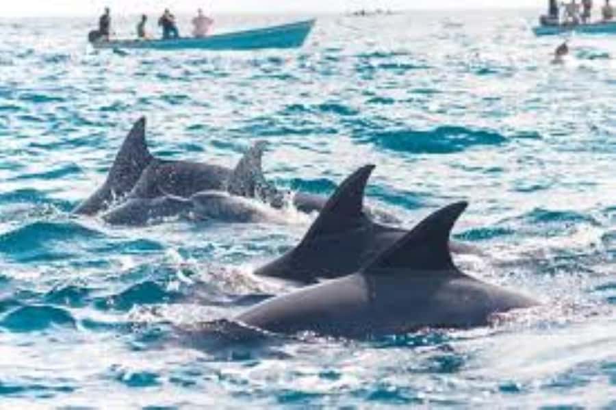 Zanzibar: Mnemba atoll, dolphin & snorkelling tour - A three-hour outing built around wild dolphins
