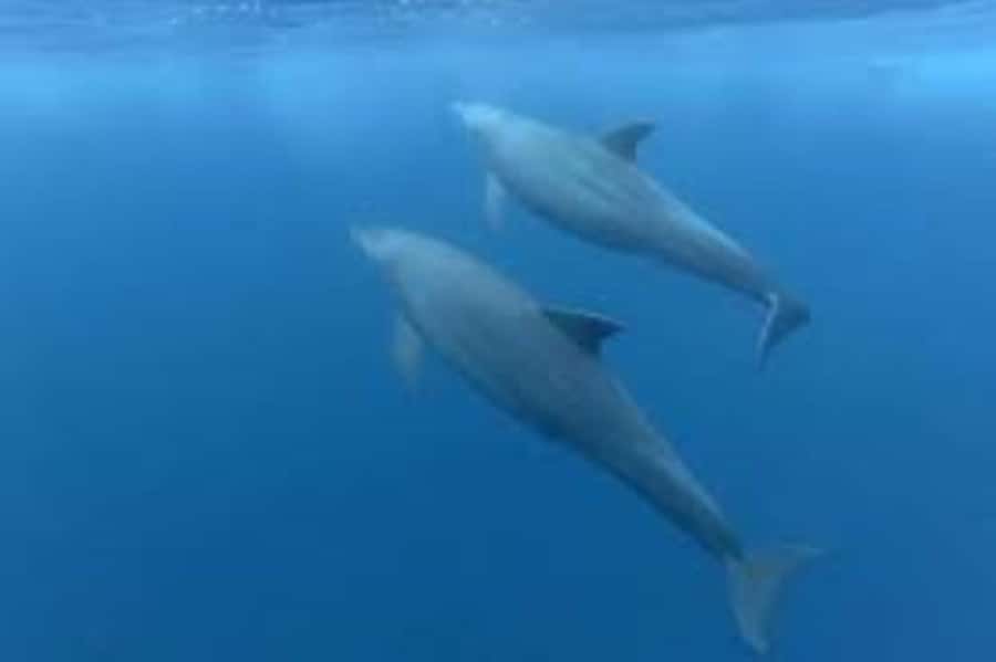 Zanzibar: Mnemba atoll, dolphin & snorkelling tour - Dolphin watching, with a real ethical question