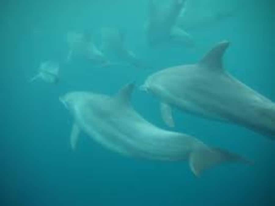 Zanzibar: Mnemba atoll, dolphin & snorkelling tour - Private group, local pickup, and language