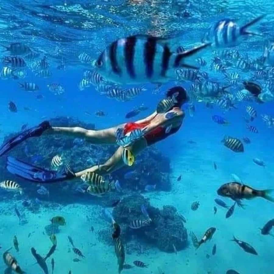 Zanzibar: Mnemba atoll, dolphin & snorkelling tour - Who will enjoy this trip most?