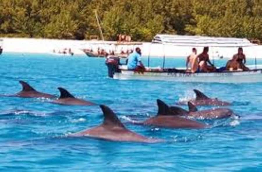 Zanzibar: Mnemba atoll, dolphin & snorkelling tour - What happens near private Mnemba Island