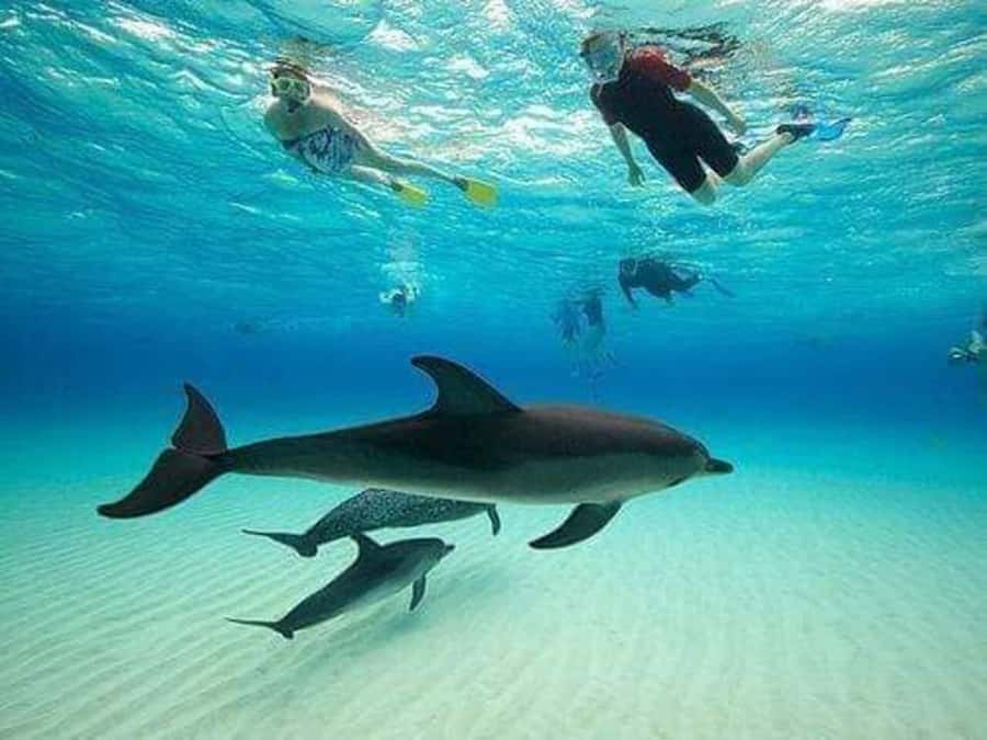 ZANZIBAR : Mnemba Dolphin and Snorkeling Tour - Key points to know before booking