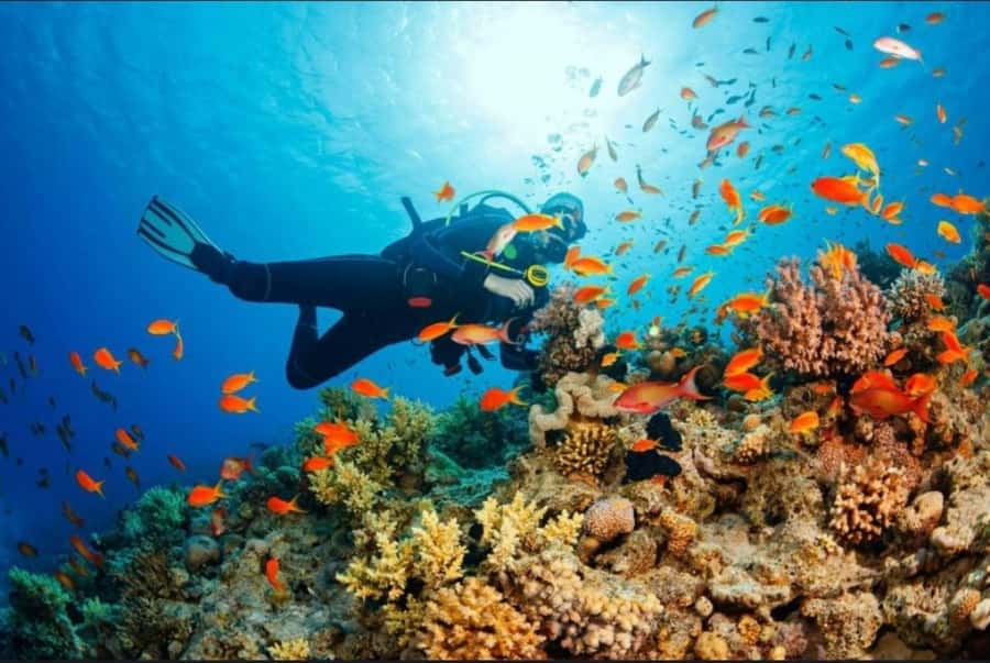 ZANZIBAR : Mnemba Dolphin and Snorkeling Tour - My verdict on the dolphins and reefs