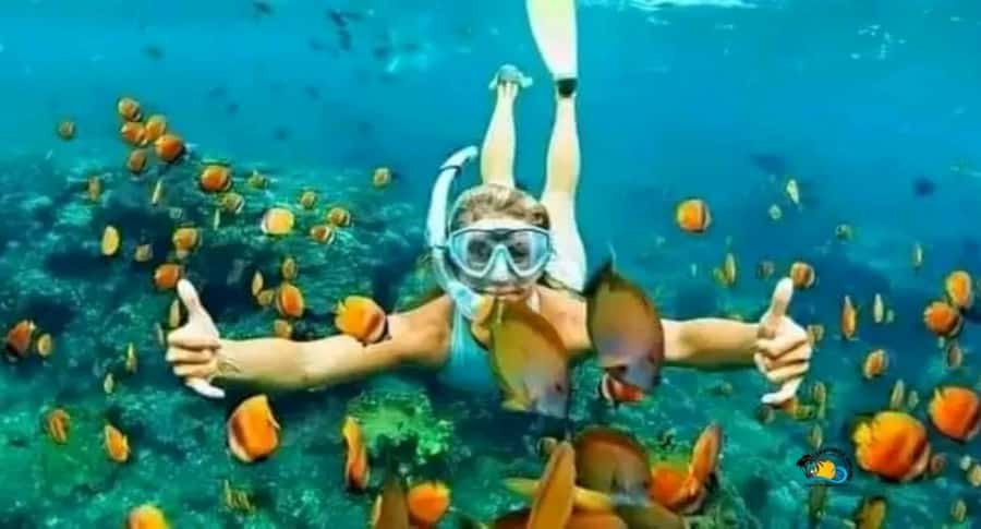Zanzibar: Mnemba Dolphins Tour with Snorkeling and Sandbank - Key points to know before booking