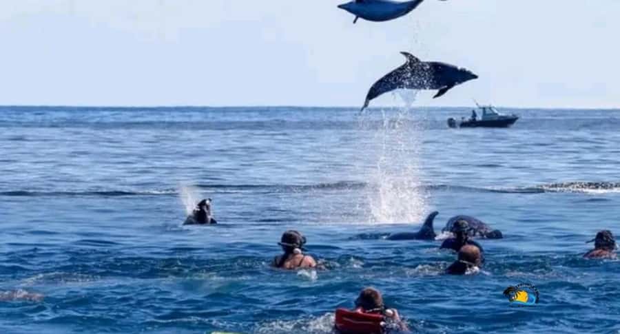 Zanzibar: Mnemba Dolphins Tour with Snorkeling and Sandbank - A four-hour morning built around wild dolphins