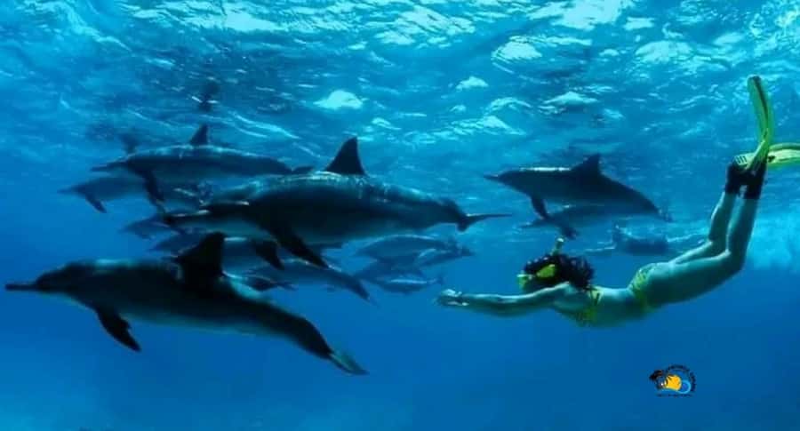Zanzibar: Mnemba Dolphins Tour with Snorkeling and Sandbank - Watching dolphins in open water