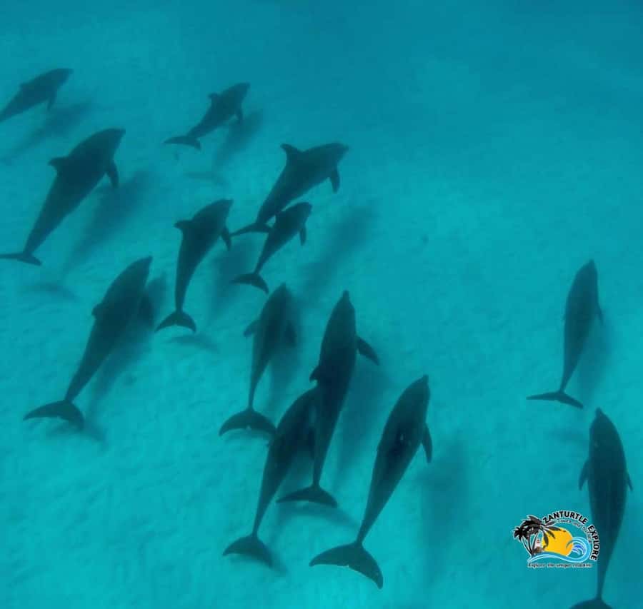 Zanzibar: Mnemba Dolphins Tour with Snorkeling and Sandbank - Who will enjoy this outing most