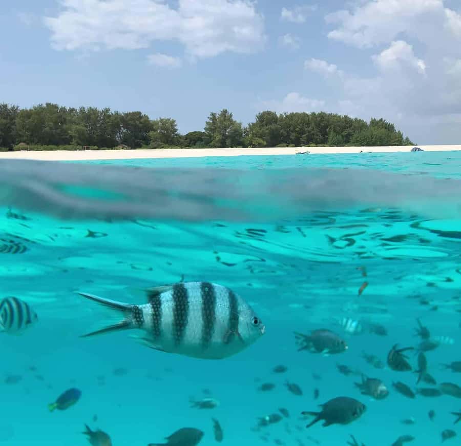Zanzibar: Mnemba Island Dolphin and Snorkeling Tour - Quick points before you book