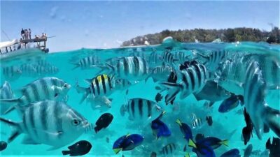 Zanzibar: Mnemba Island Dolphin and Snorkeling Tour