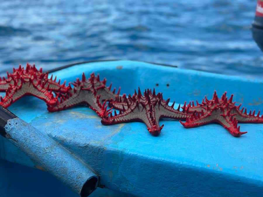 Zanzibar: Mnemba Island&Dolphin Swim With Optional Lunch - Safety and conservation matter here