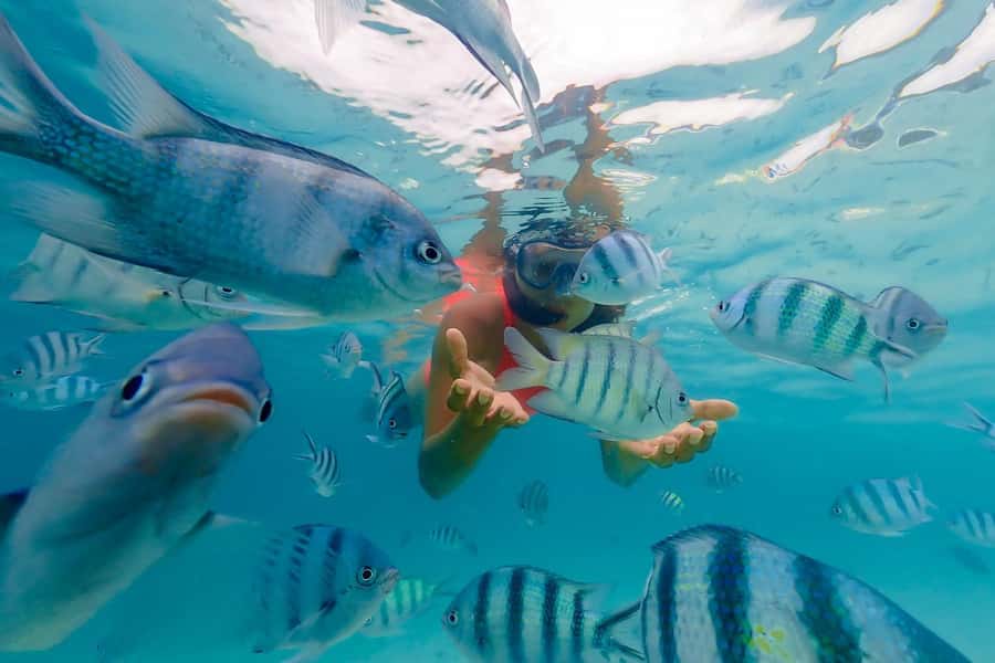 Zanzibar: Mnemba Island Snorkeling and Dolphin Tour - Key points to know before booking