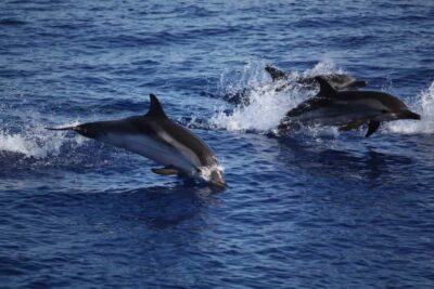 Zanzibar: Mnemba Island Snorkeling and Dolphin Tour