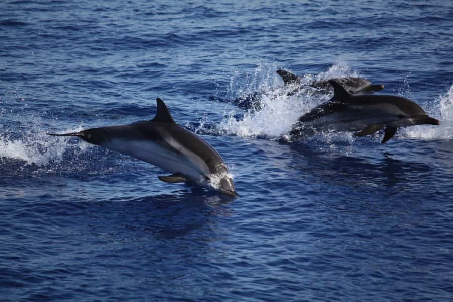Zanzibar: Mnemba Island Snorkeling & Dolphin - Reaching Mnemba’s Coral Reefs