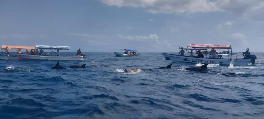 Zanzibar: Mnemba Island Snorkeling & Dolphin - What Guides Add to the Day