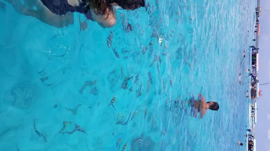 Zanzibar: Mnemba Island Snorkeling & Dolphin - Practical Details Before You Book