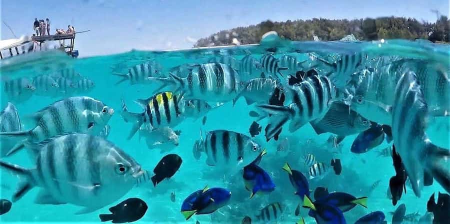 Zanzibar: Mnemba Island Snorkeling & Dolphin - Dolphin Watching With Clear Safety Rules