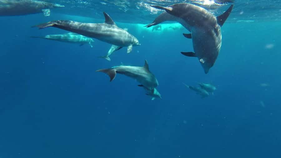 Zanzibar: Pungume island-dolphin watching - BBQ Lunch - Dolphin Watching Off Zanzibar’s South Coast