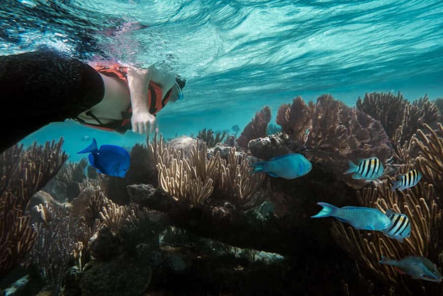 Zanzibar : Swim with dolphin + Snorkel mnemba coral Reef - What this Zanzibar boat trip is really like