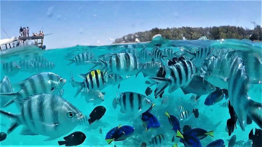 Zanzibar : Swim with dolphin + Snorkel mnemba coral Reef - Booking tips that can save you trouble