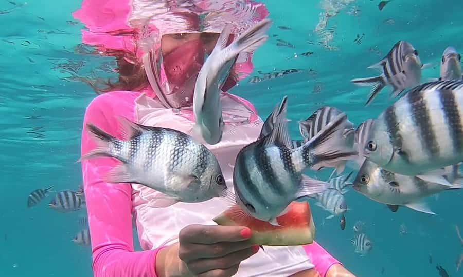 Zanzibar : Swim with dolphin + Snorkel mnemba coral Reef - Leaving Nungwi at 8:15 am
