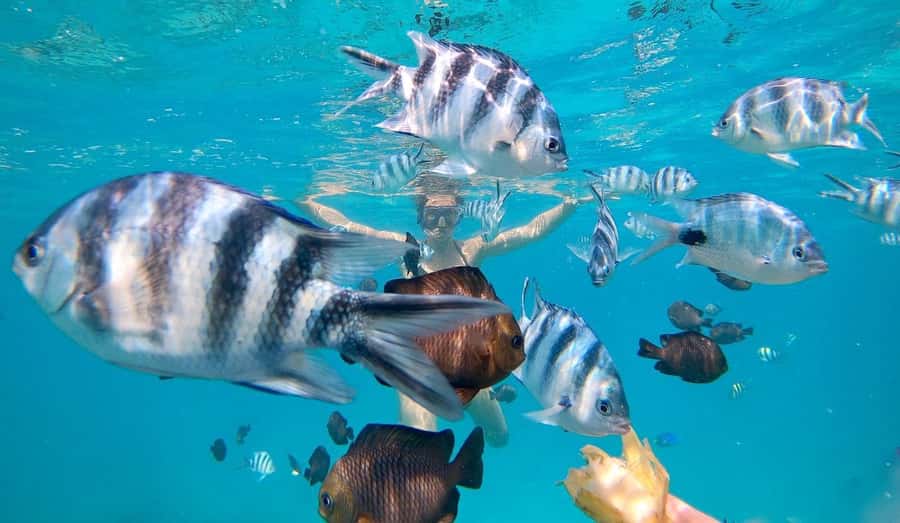Zanzibar Swimming with Dolphins and snorkeling - The important question: how are the dolphins approached?