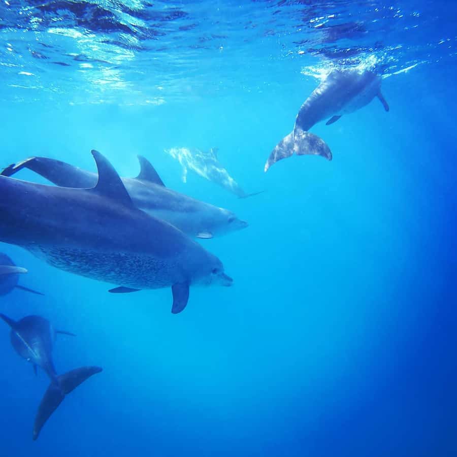 Zanzibar Swimming with Dolphins and snorkeling - Swimming with dolphins without losing sight of the animals