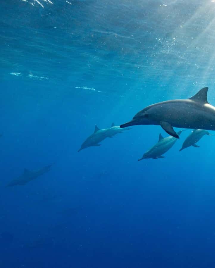 Zanzibar Swimming with Dolphins and snorkeling - What the $72 price really covers