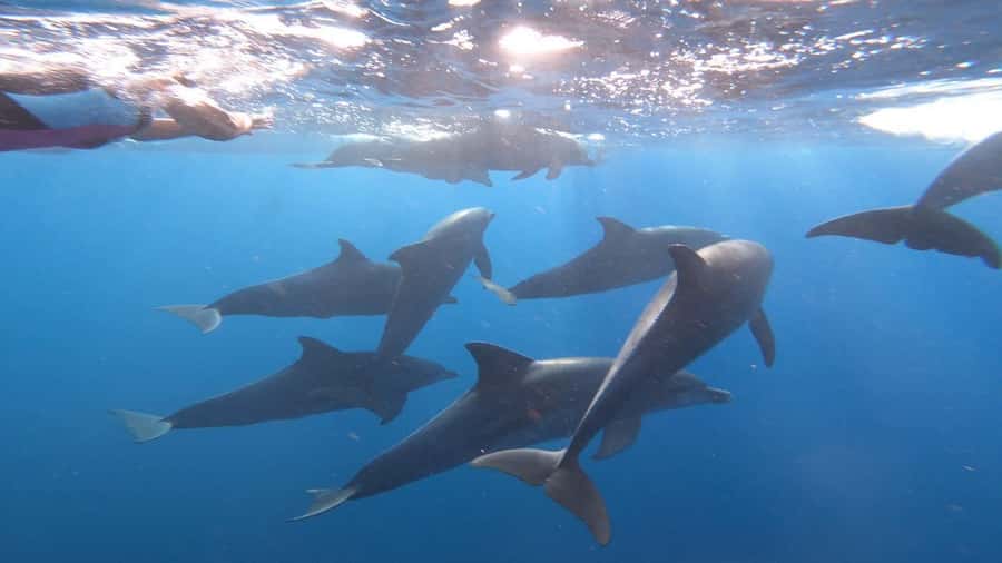 Zanzibar Swimming with Dolphins and snorkeling - Guides, languages, and the private-group setup