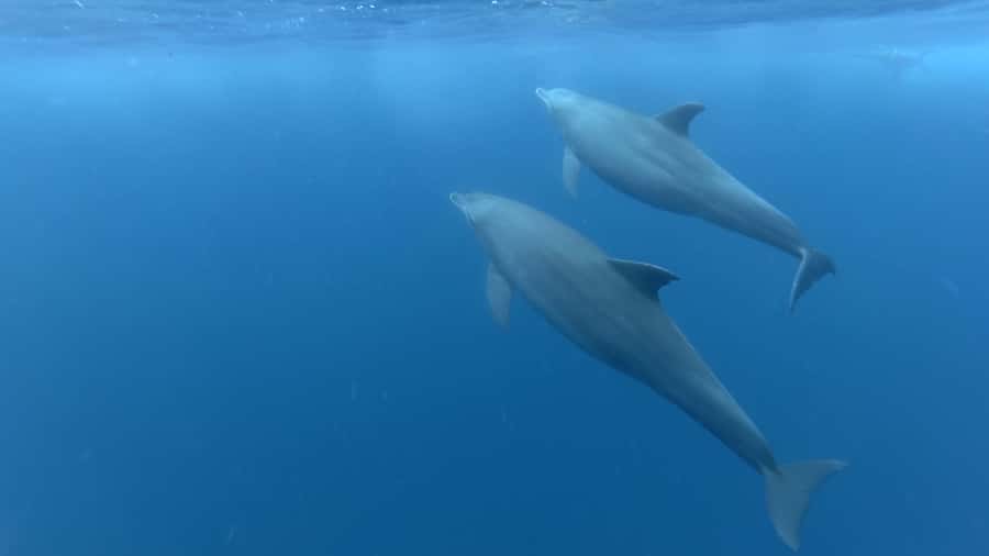 Zanzibar: Swimming with Dolphins and Snorkeling Private Tour - Key points to know before you book