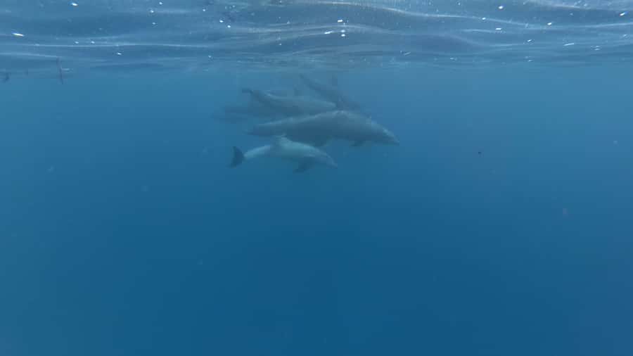 Zanzibar: Swimming with Dolphins and Snorkeling Private Tour - Snorkeling above coral and colorful fish