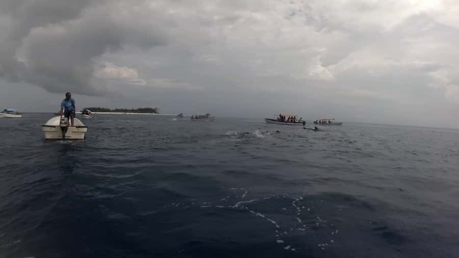 Zanzibar: Swimming with Dolphins and Snorkeling Private Tour - Is $120 per person good value?