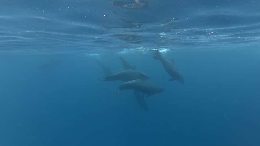 Zanzibar: Swimming with Dolphins and Snorkeling Private Tour - Who will enjoy this outing most?