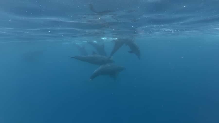 Zanzibar: Swimming with Dolphins and Snorkeling Private Tour - Looking for dolphins in open water