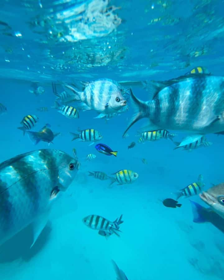 Zanzibar Swimming with Dolphins and snorkeling - Reaching Kizimkazi Mkunguni for the dolphin search